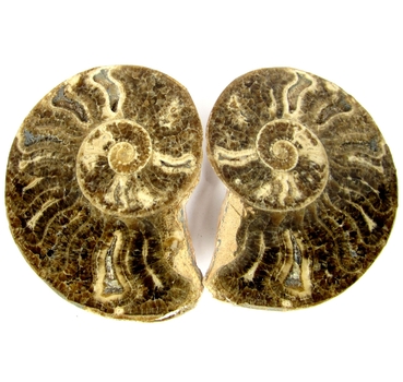 Bra Pris Mycket vackert Naturligt Konstverk Fossil 2 st/1 par Ammonit 148 gram Sågad Polerade Halvor Intressant Spännande Samlar Objekt från Marocko Köp Nu!