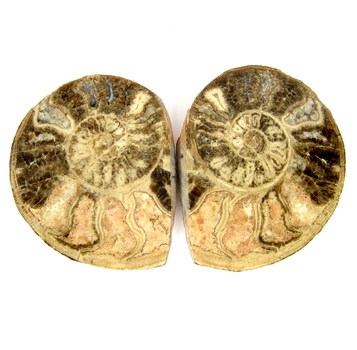 Bra Pris Mycket vackert Naturligt Konstverk Fossil 2 st/1 par Ammonit 147 gram Sågad Polerade Halvor Intressant Spännande Samlar Objekt från Marocko Köp Nu!