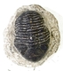 Bra Pris Hög Intressant Ytterst Välformad Mycket Vacker Fossil Trilobit 309 gram Naturlig Helt Exemplar med Matrix Perfekt Exklusivt Samlar Objekt från Marocko Köp Nu!