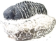 Bra Pris Hög Intressant Ytterst Välformad Mycket Vacker Fossil Trilobit 309 gram Naturlig Helt Exemplar med Matrix Perfekt Exklusivt Samlar Objekt från Marocko Köp Nu!