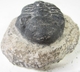 Bra Pris Hög Intressant Ytterst Välformad Mycket Vacker Fossil Trilobit 309 gram Naturlig Helt Exemplar med Matrix Perfekt Exklusivt Samlar Objekt från Marocko Köp Nu!