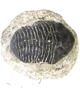 Bra Pris Hög Intressant Ytterst Välformad Mycket Vacker Fossil Trilobit 309 gram Naturlig Helt Exemplar med Matrix Perfekt Exklusivt Samlar Objekt från Marocko Köp Nu!