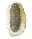 Bra Pris Hög Intressant Ytterst Välformad Mycket Vacker Fossil Trilobit 446 gram Naturlig Helt Exemplar med Matrix Perfekt Exklusivt Samlar Objekt från Marocko Köp Nu!