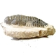 Bra Pris Hög Intressant Ytterst Välformad Mycket Vacker Fossil Trilobit 446 gram Naturlig Helt Exemplar med Matrix Perfekt Exklusivt Samlar Objekt från Marocko Köp Nu!