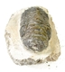 Bra Pris Hög Intressant Ytterst Välformad Mycket Vacker Fossil Trilobit 446 gram Naturlig Helt Exemplar med Matrix Perfekt Exklusivt Samlar Objekt från Marocko Köp Nu!