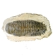 Bra Pris Hög Intressant Ytterst Välformad Mycket Vacker Fossil Trilobit 446 gram Naturlig Helt Exemplar med Matrix Perfekt Exklusivt Samlar Objekt från Marocko Köp Nu!