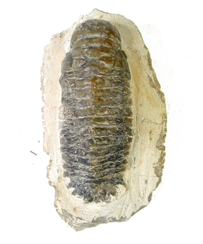 Bra Pris Hög Intressant Ytterst Välformad Mycket Vacker Fossil Trilobit 446 gram Naturlig Helt Exemplar med Matrix Perfekt Exklusivt Samlar Objekt från Marocko Köp Nu!
