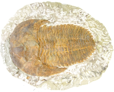 Bra Pris Mycket Stor Välformad Unik Fossil Trilobit 1763 gram Naturligt Exemplar med Matrix Perfekt Exklusivt Samlar Objekt från Marocko Köp Nu!