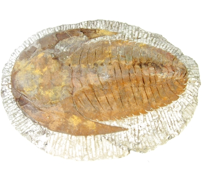 Bra Pris Enormt Stor Välformad Unik Fossil Trilobit 3348 gram Naturligt Exemplar med Matrix Perfekt Exklusivt Samlar Objekt från Marocko Köp Nu!