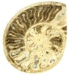 Bra Pris Större Mycket vackert Naturligt Konstverk Fossil Ammonit 286 gram Sågad Polerad Halva Intressant Spännande Samlar Objekt från Marocko Köp Nu!