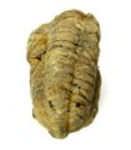 Bra Pris Hög Intressant Välformad Fossil Trilobit 74 gram Naturlig Frigjord Exemplar Obehandlad Trevligt Samlar Objekt från Marocko Köp Nu!