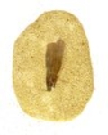 Bra Pris Mycket Spännande Fint Formad Tand från  Mossasaurie 81 gram Inbäddad i Porös Sandsten Hög Intressant Samlar Objekt från Marocko Köp Nu!