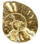 Bra Pris Större Mycket vackert Naturligt Konstverk Fossil Ammonit 227 gram Sågad Polerad Halva Intressant Spännande Samlar Objekt från Marocko Köp Nu!