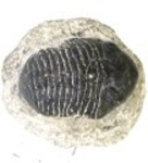 Bra Pris Hög Intressant Ytterst Välformad Mycket Vacker Fossil Trilobit 309 gram Naturlig Helt Exemplar med Matrix Perfekt Exklusivt Samlar Objekt från Marocko Köp Nu!