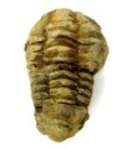Bra Pris Hög Intressant Välformad Fossil Trilobit 88 gram Naturlig Frigjord Exemplar Obehandlad Trevligt Samlar Objekt från Marocko Köp Nu!