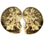 Bra Pris Mycket vackert Naturligt Konstverk Fossil 2 st/1 par Ammonit 151 gram Sågad Polerade Halvor Intressant Spännande Samlar Objekt från Marocko Köp Nu!