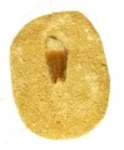 Bra Pris Mycket Spännande Fint Formad Tand från  Mossasaurie 99 gram Inbäddad i Porös Sandsten Hög Intressant Samlar Objekt från Marocko Köp Nu!